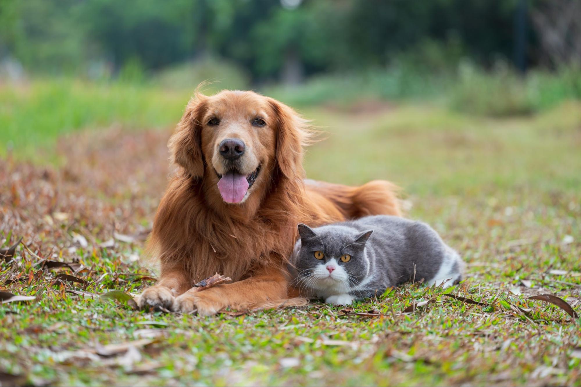 Understanding Arthritis in Dogs and Cats: Symptoms, Breeds, and Treatments