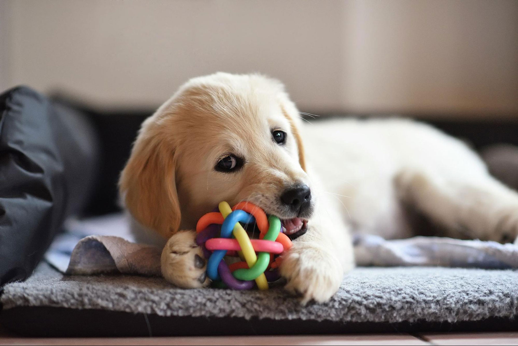 Understanding and Addressing Dog Chewing Problems